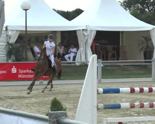 jumper Sahneschnitte 2 (Hanoverian, 2006, from Stolzenberg)