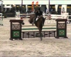 jumper Callisto Z (Zangersheide riding horse, 2006, from Carthino Z)