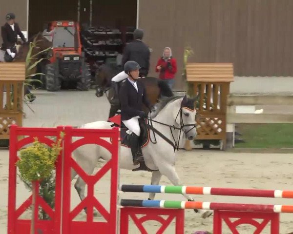 jumper C'est Alli (Oldenburg show jumper, 2007, from Colbert GTI)