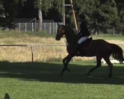 dressage horse Royal Heritage (Hanoverian, 2008, from Royal Blend)