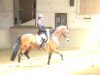 dressage horse Etoile d'Estobar (Westphalian, 2008, from Estobar NRW)