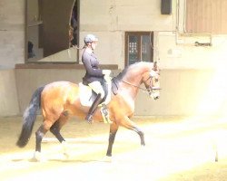 dressage horse Etoile d'Estobar (Westphalian, 2008, from Estobar NRW)