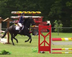 broodmare Bob Herceg Betti (Hungarian Warmblood, 2006, from Bab Herceg Balint)