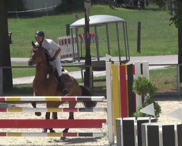 dressage horse Lioncoeur S (Bavarian, 2008, from Landprinz)