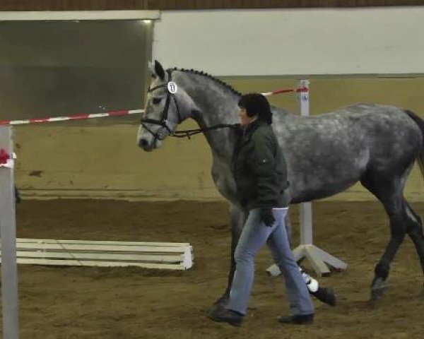 broodmare Royale Rose 18 (Oldenburg, 2008, from Sir Donnerhall I)
