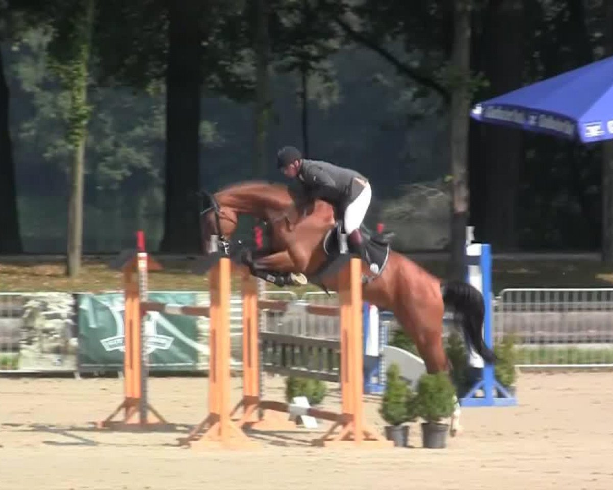 Springpferd Quick Nick 10 (Oldenburger, 2007, von Quidam)