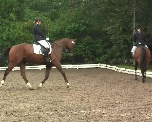 dressage horse Harrison Ford 2 (Trakehner, 2006, from Chateauneuf)
