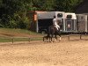 dressage horse Rapunzel 189 (Rhinelander, 2008, from Rastenberg)