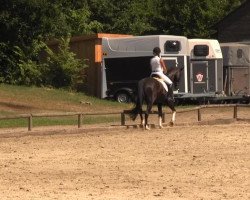 dressage horse Rapunzel 189 (Rhinelander, 2008, from Rastenberg)