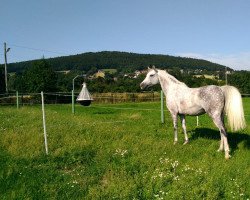 Zuchtstute Callica (Westfale, 2008, von Contini)