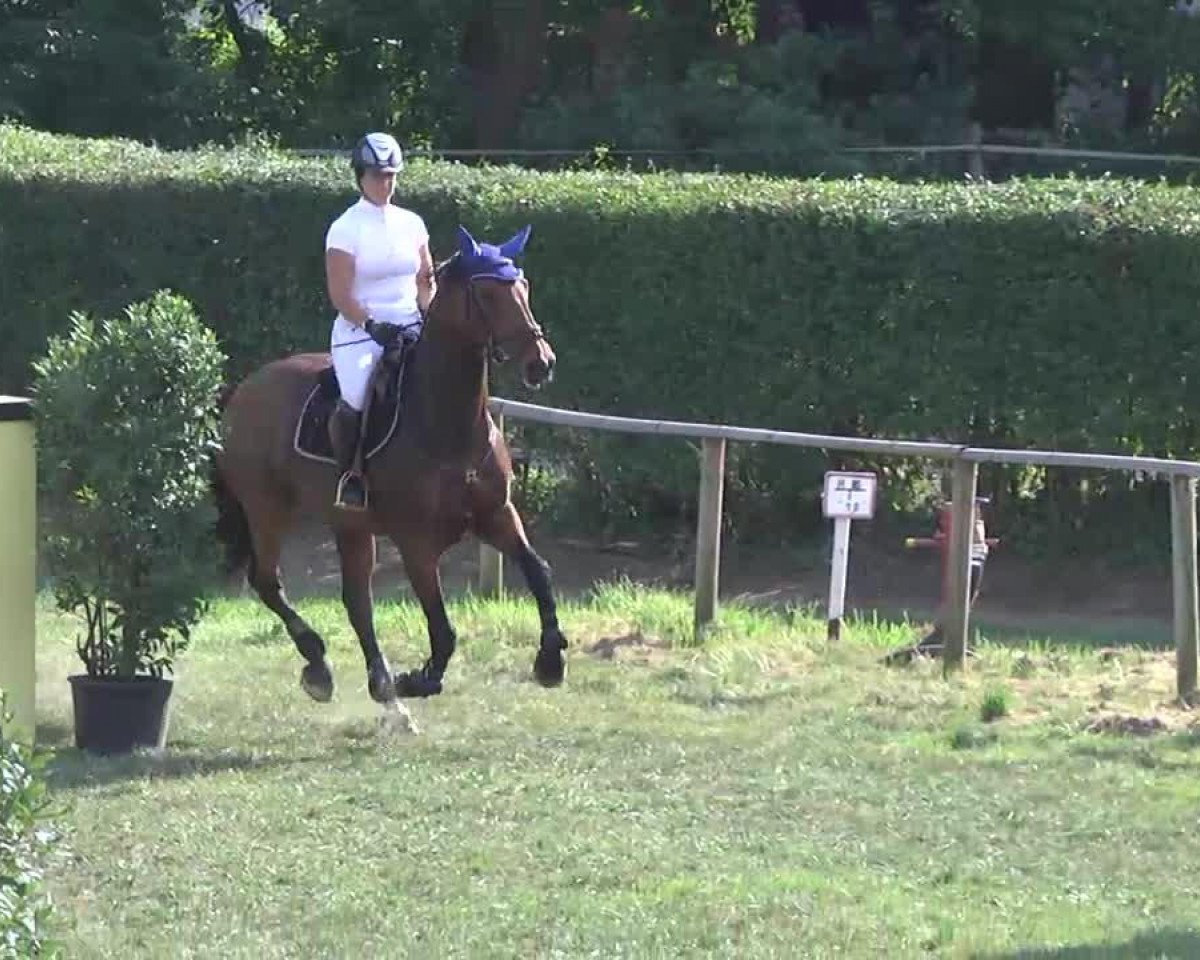 jumper Rosenstolz II (Holsteiner, 2001, from Cambridge)