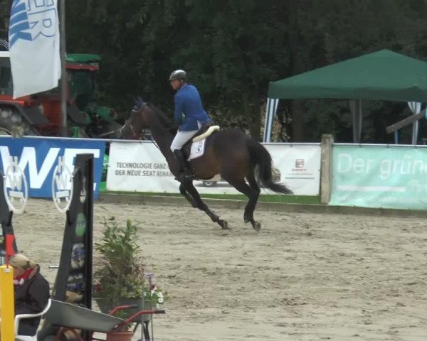 jumper Cassey 5 (KWPN (Royal Dutch Sporthorse), 2007, from Sam R)