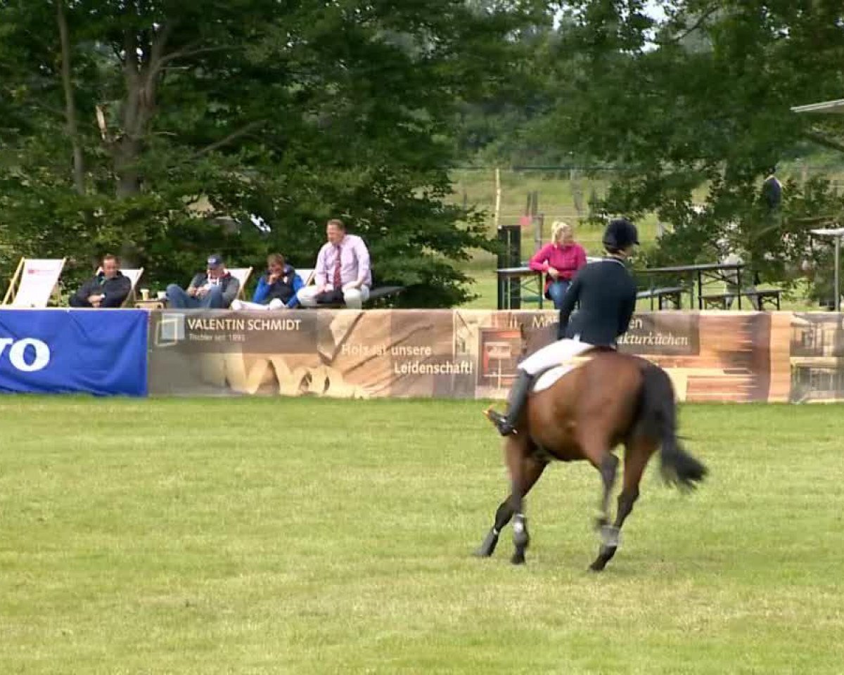 Zuchtstute Shalimar M (Holsteiner, 2002, von Parco xx)