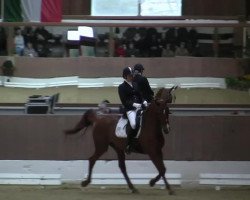 dressage horse Kassandra 194 (Westphalian, 2008, from Kaiserkult TSF)