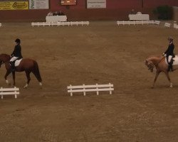 dressage horse Hitch S (German Riding Pony, 2008, from Der Harlekin B)