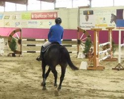 jumper Bella Leona S (Oldenburg show jumper, 2008, from Balou du Rouet)