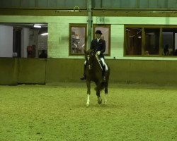 dressage horse Siracruz (Oldenburg, 2008, from Sir Donnerhall I)