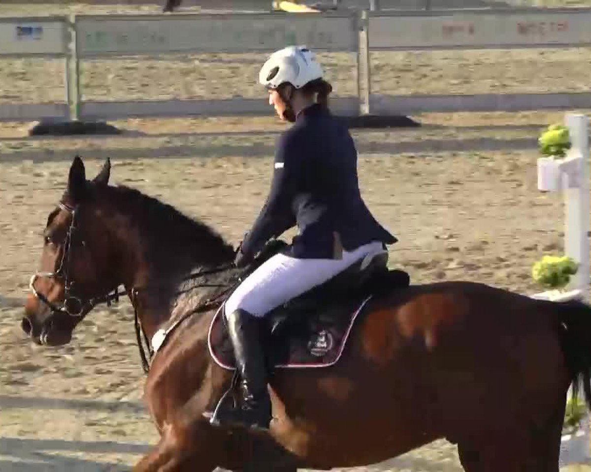 Springpferd Calimero (Oldenburger Springpferd, 2006, von Cellini 8)