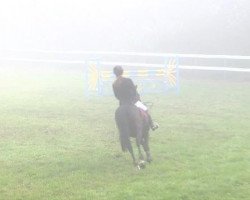 jumper Beauty Boy 7 (German Riding Pony, 2006, from Black Boy)