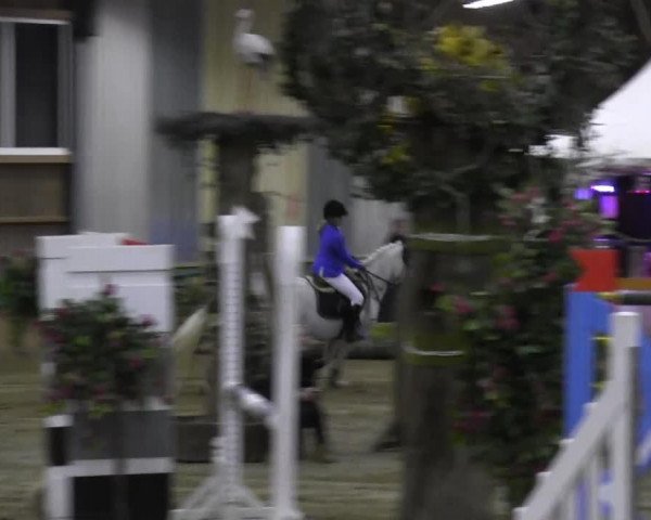 jumper Miss Milly 4 (Irish Sport Horse, 2000, from Tynagh Miller)