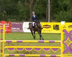 jumper Charlie 213 (Hanoverian, 2008, from Crazy Classic)