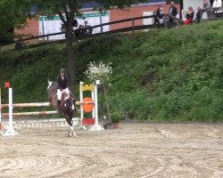 jumper Scapaa (German Sport Horse, 2006, from Semper)