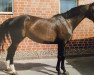 broodmare Batida de Coco 36 (Oldenburg show jumper, 2005, from Balou du Rouet)