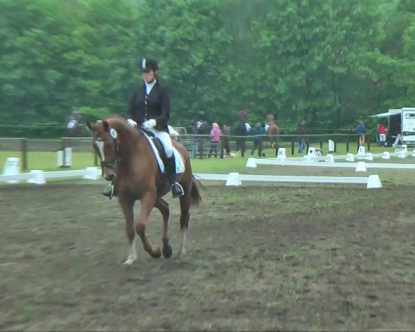 dressage horse Finess del Sol (Westphalian, 2008, from Florestan I)