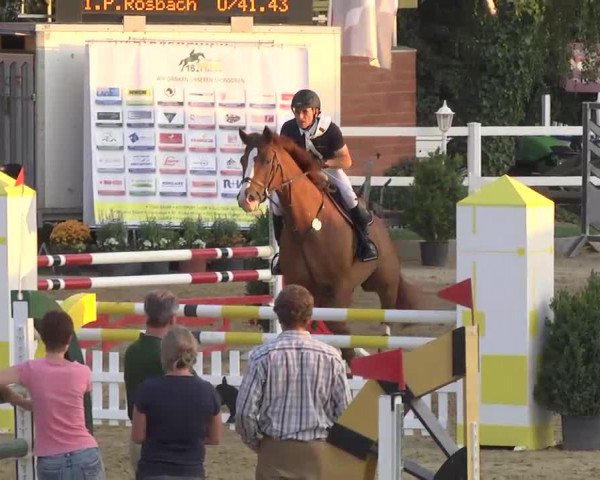 jumper Dhelio van de Bossenhoeve (Belgian Warmblood, 2003, from Argentinus)