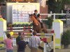 jumper Dhelio van de Bossenhoeve (Belgian Warmblood, 2003, from Argentinus)