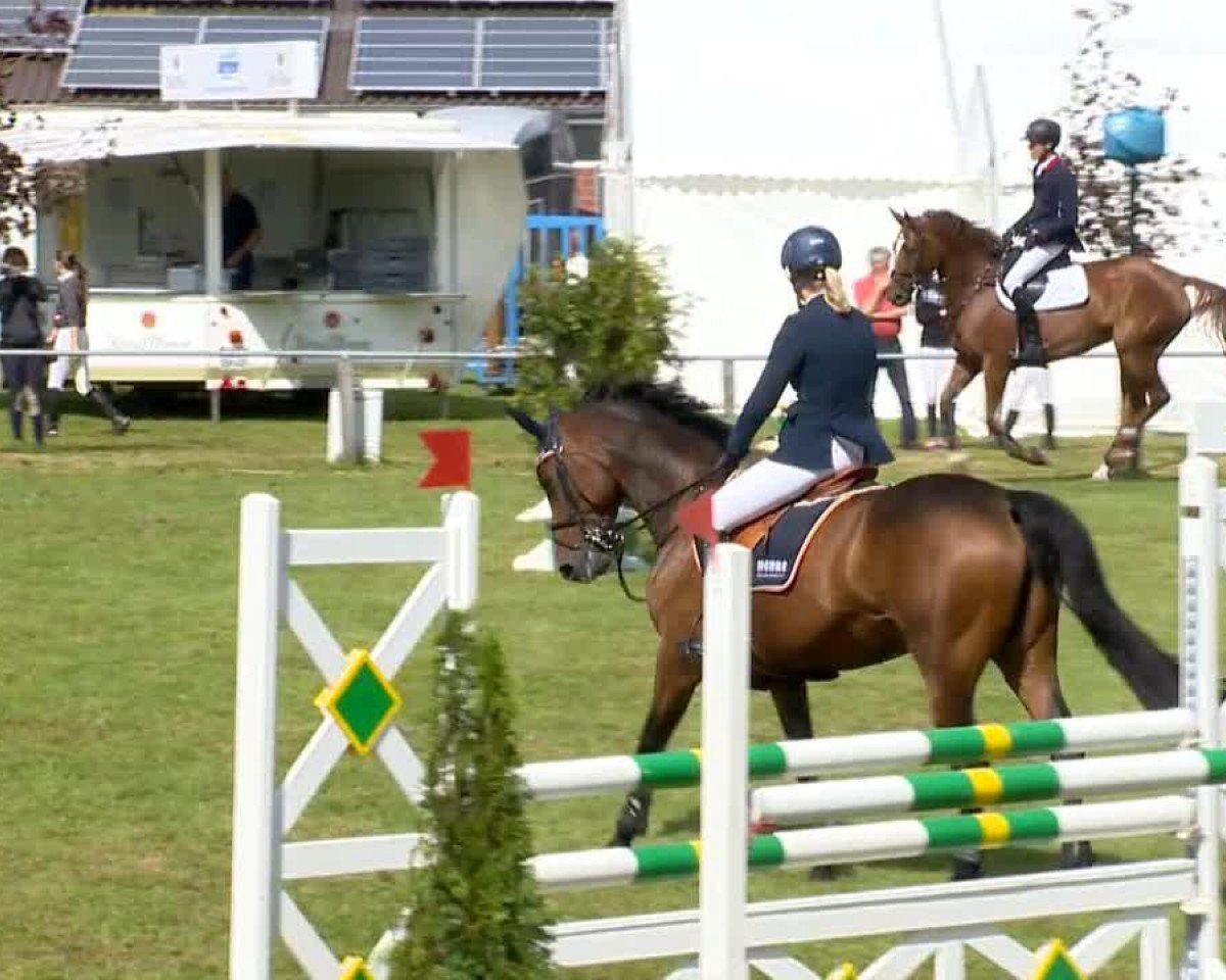 broodmare Ciska 8 (Holsteiner, 2007, from Canto)