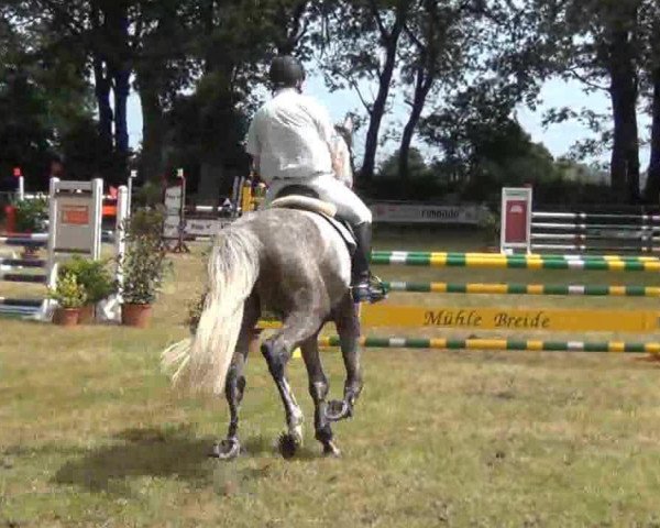 jumper Cludy (Holsteiner, 2007, from Clearway)