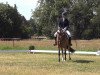 dressage horse Rub-A-Dub (German Riding Pony, 2007, from Proud Rocketti)