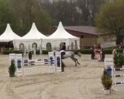 jumper Diamantico 2 (KWPN (Royal Dutch Sporthorse), 2008, from Veneur)