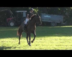 jumper Rusty vd Doornhoeve (KWPN (Royal Dutch Sporthorse), 2005, from Ohio van de Padenborre)