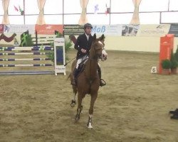 broodmare Balaine (Oldenburg show jumper, 2006, from Balou du Rouet)