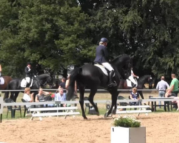 dressage horse Ray Noble (Oldenburg, 2005, from Rubin Cortes OLD)