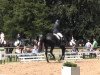 dressage horse Ray Noble (Oldenburg, 2005, from Rubin Cortes OLD)