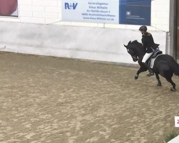 Springpferd Bernicé Black Beauty (Trakehner, 2008, von Herzglanz)