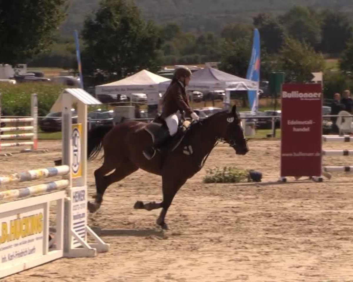 dressage horse Donna Cara 17 (German Riding Pony, 2006, from Don Joshi)