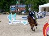 jumper Capiro (Oldenburg show jumper, 2006, from Carinue)