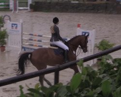 jumper Landstern 8 (Hanoverian, 2008, from Landsieger I)