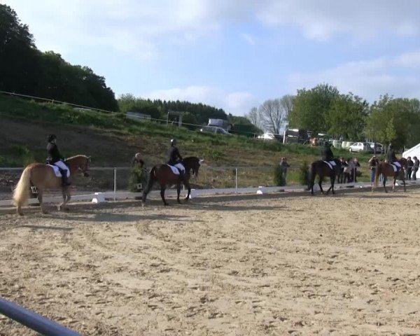 dressage horse Pernot 28 (Rhinelander, 2007, from Peking)