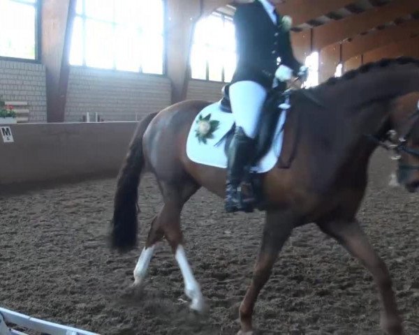 dressage horse Duke of Dreams 3 (Rhinelander, 2006, from Dream On)