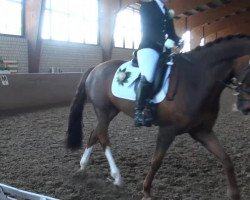 dressage horse Duke of Dreams 3 (Rhinelander, 2006, from Dream On)