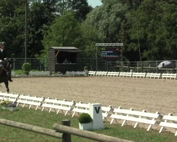 dressage horse Diva 503 (Westphalian, 2006)