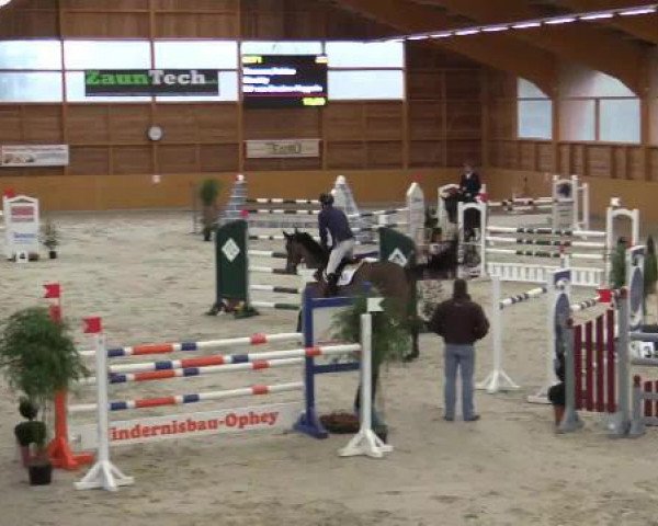 jumper Cincitty (KWPN (Royal Dutch Sporthorse), 2007, from Numero Uno)