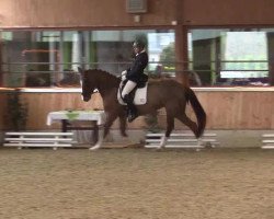 dressage horse Firenze 20 (Hanoverian, 2008, from Fidertanz)