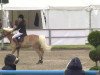 Springpferd Monsignore 7 (Haflinger, 2006, von Mon Ami)