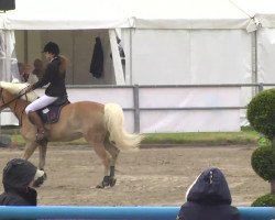 Springpferd Monsignore 7 (Haflinger, 2006, von Mon Ami)